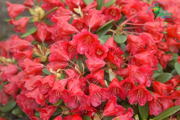 Rhododendron Pip Mats